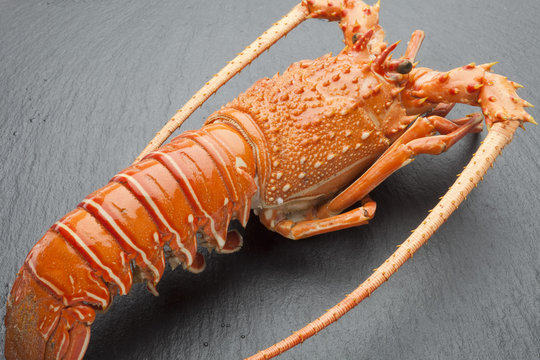 Red lobster