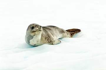 Foto auf Glas Leopard seal in Antartcia © Guido Amrein