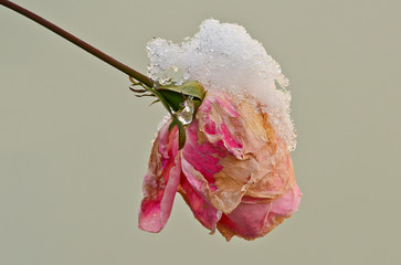 Rosa invernale