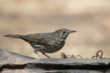 Female blackbird in the woods, Netherlands