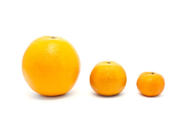 Orange Family in Size Order isolated on white