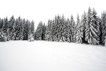 white winter forest