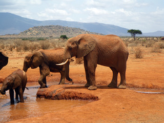 Elephants in Tsavo