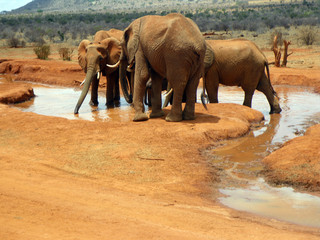 Elephants in Tsavo