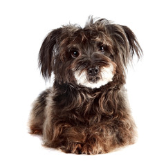 Small shaggy mongrel lies