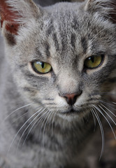 cat's portret