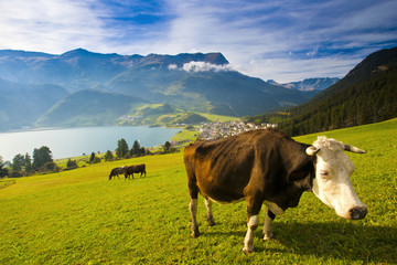 Kuh auf der Weide oberhalb des Reschensees, Süditrol