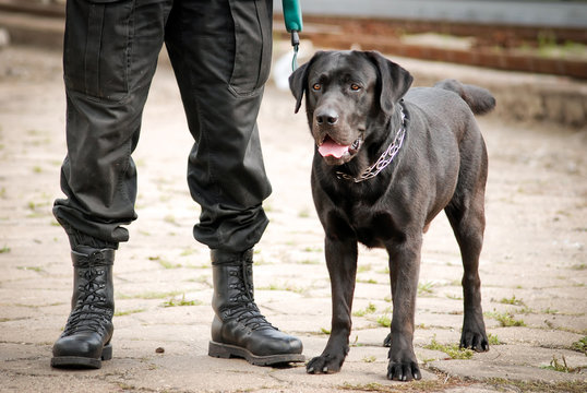 black Labrador Retriever police dog with police officer
