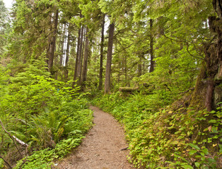 A Trail at Mt Rainier National Park