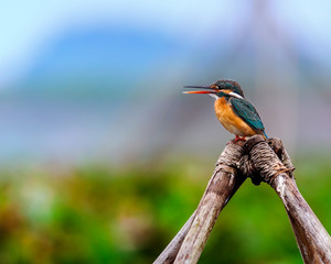 Common Kingfisher, Alcedo atthis, small bird, perched o bamboo,