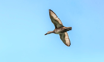 Obraz premium Red-crested Pochard,migratory, bird, Diving duck, in flight