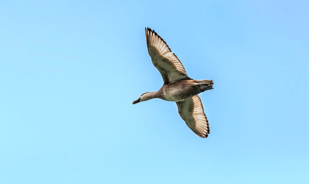 Red-crested Pochard,migratory, bird, Diving duck, in flight