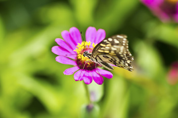 butterfly on a flower