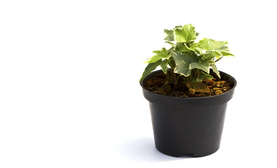 Little plant in a black pot . Isolated on white background. Spac