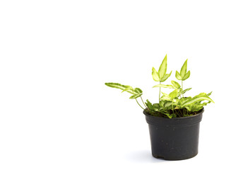 Little plant in a black pot . Isolated on white background. Spac