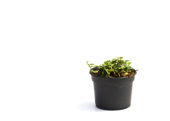 Little plant in a black pot . Isolated on white background. Spac