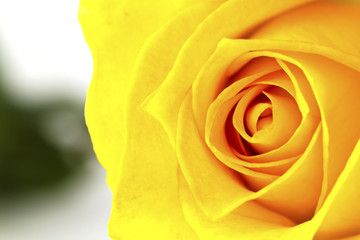 Close up of beautiful yellow rose flower.