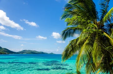 Gordijnen Palm Tree and Seascape © jkraft5