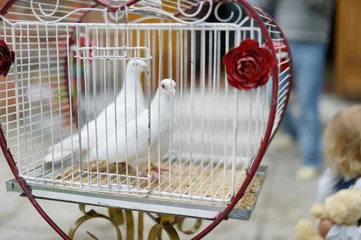 Papier Peint photo Lavable Oiseaux en cages Deux colombes de mariage comme symbole d& 39 amour