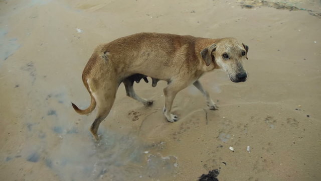 sad wet dog in the rain