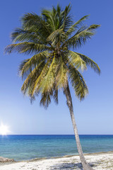 Palme am Strand, Kuba