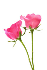 Two pink roses on white background