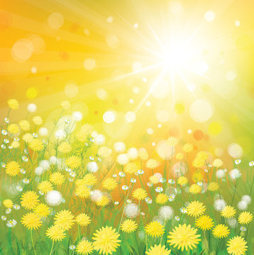 Vector of sky background with yellow dandelions.