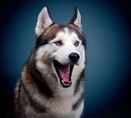 dog siberian husky.  studio shot on dark background