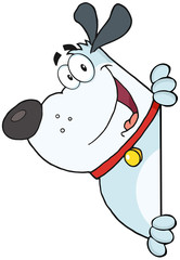 Gray Fat Dog Looking Around A Blank Sign