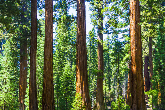 big sequoia trees in Sequoia National Park near Giant village ar