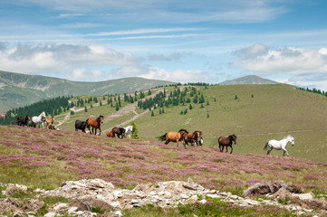 Wild horses running on mountain pasture