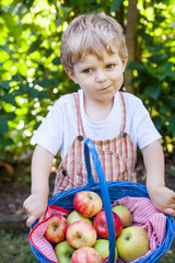 Little boy with apple basket