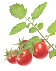 twig with cherry tomatoes © SpaPartners