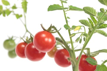 cherry tomato with blossom - obrazy, fototapety, plakaty