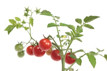 small tomatos