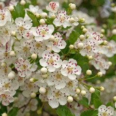 Weißdorn - Crataegus