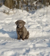 Labrador-Welpe spielen im Schnee