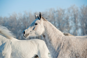 Obraz na płótnie Canvas konie w zimie