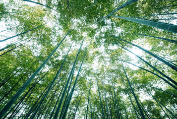 Fototapeta na wymiar bambusowy las