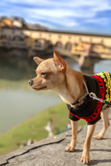 Chihuahua Sul Ponte Vecchio Firenze