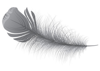 quill ( fluffy feather)