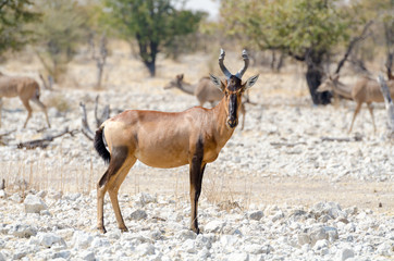 Red Hartebeest (Alcelaphus buselaphus caama)