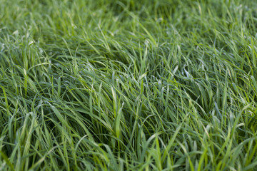 green grass