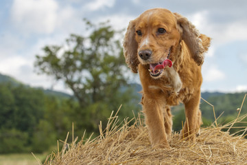 English cocker spaniel dog