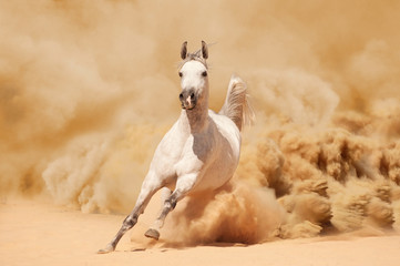 Purebred White Arabian Horse running in desert storm - 48985500