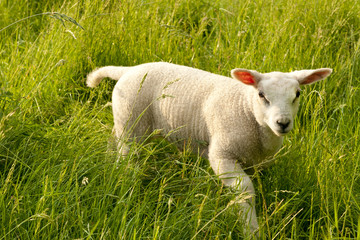 Obraz premium White lamb