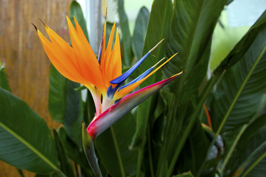 Bird of paradise flower (strelitzia).