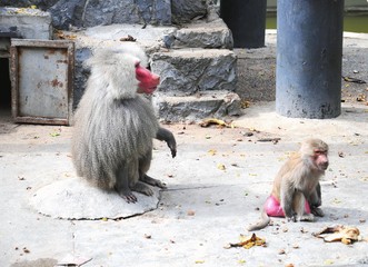 monkeys at zoo