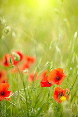 Field of poppies
