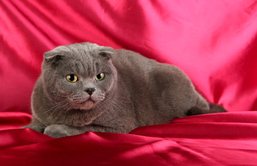 Cat on crimson cloth background
